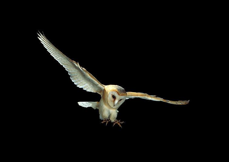 Barn owl swooping - Tyto alba